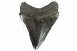 Serrated, Fossil Megalodon Tooth - Georgia #101518-2